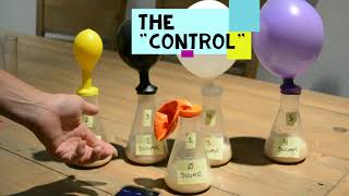 Biology LAB: Yeast -Sugar Fermentation Balloon lab