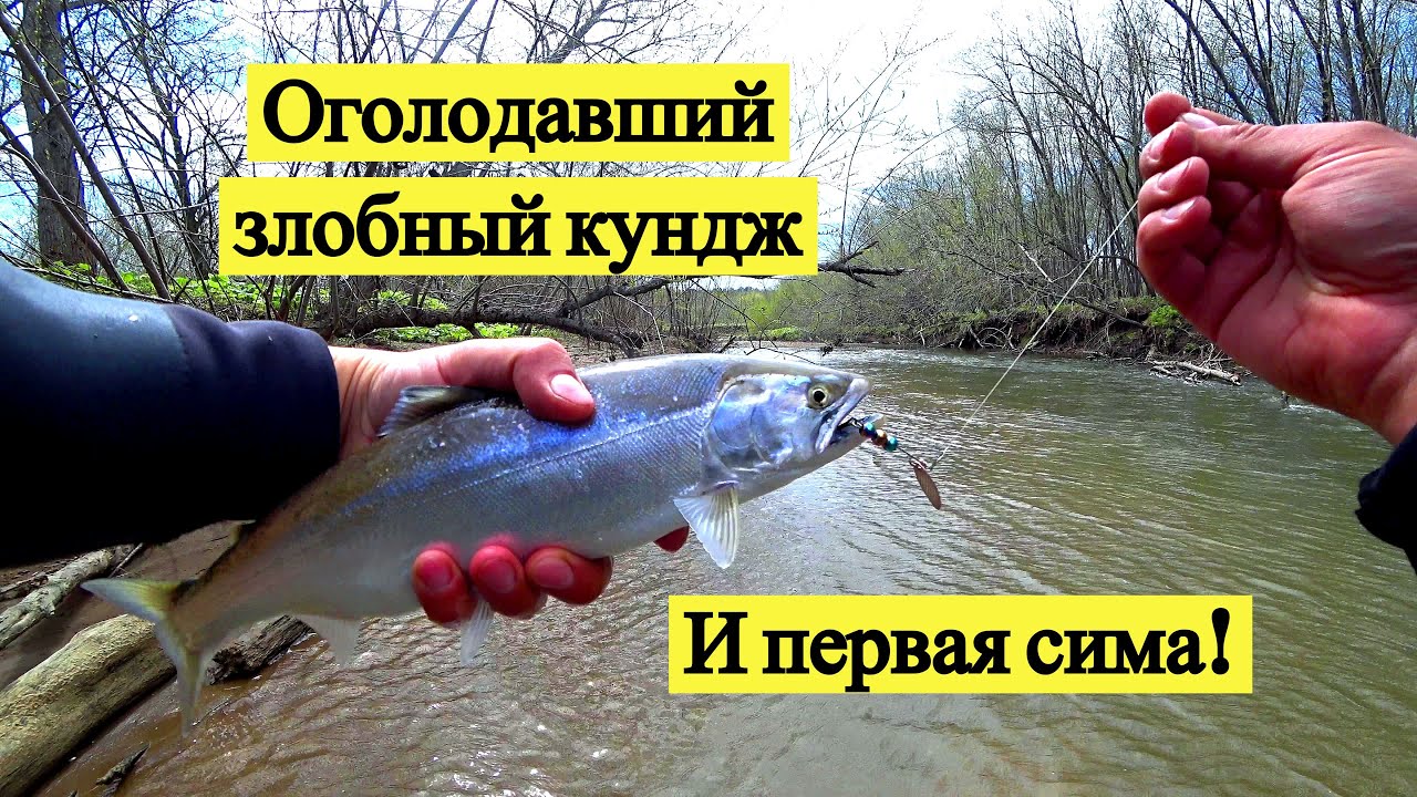 Оголодавший злобный кундж и первая сима!