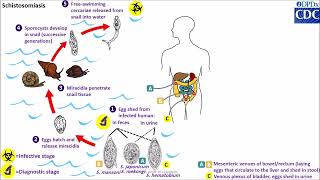 Schistosoma spp life cycle