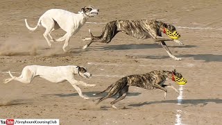 dog track race Punjab 2024 | greyhound running