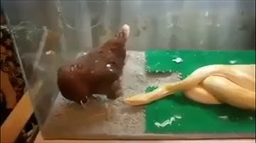 Big Python Eating Chicken