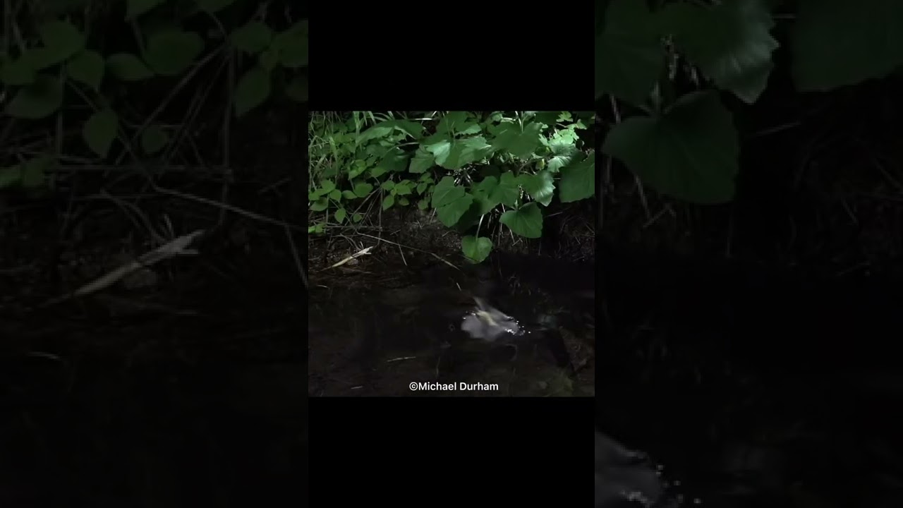 How Do Bats Drink Water?