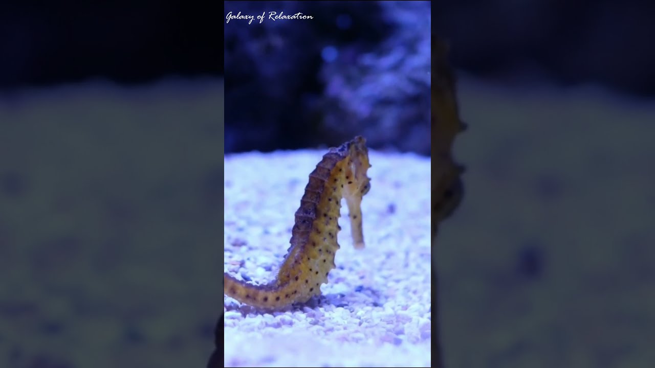 Incredible Seahorse