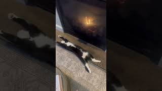 What A Life! Cat Chills By Toasty Fire Place