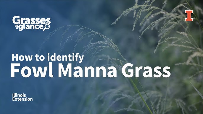 Discovering Fowl Manna Grass A Guide To 2024