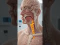 What Happens When You Drink Fanta? 🍊🥤 (3D Anatomy) #biology #facts #digestiveprocess #3danatomy