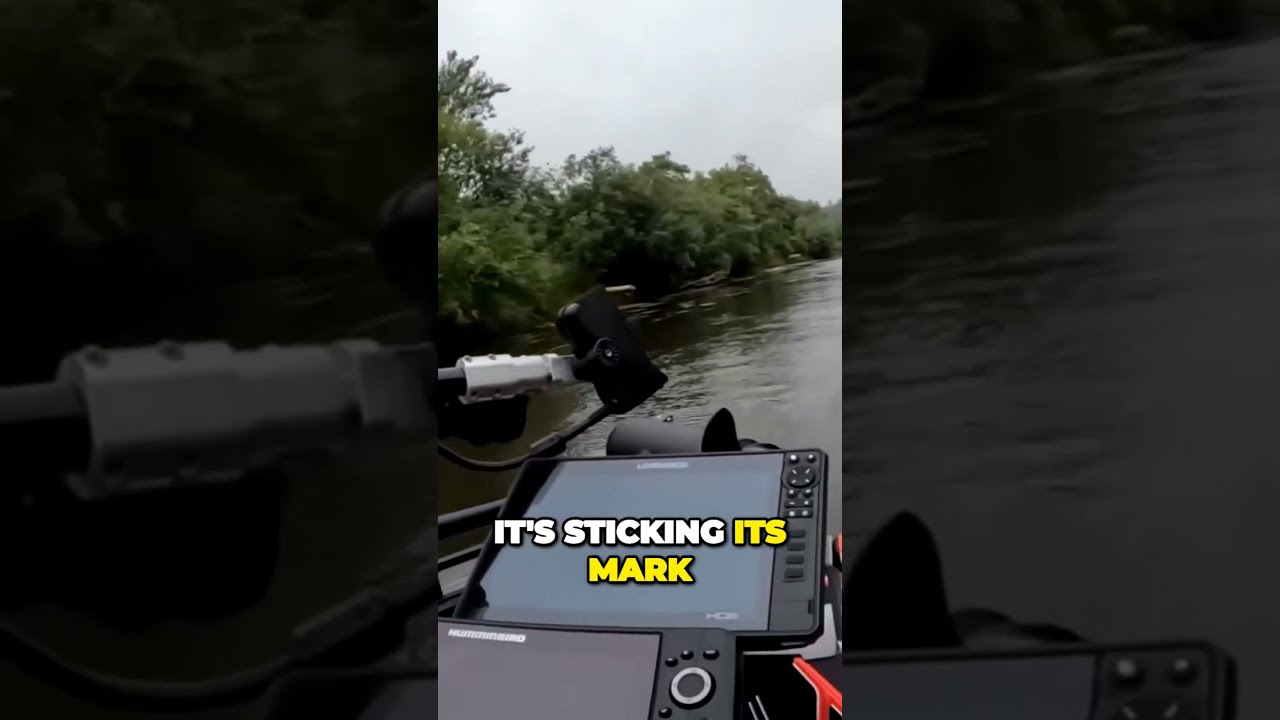 Jaw Dropping Encounter A Fearless Beaver Takes Over The Canal Shorts Viral
