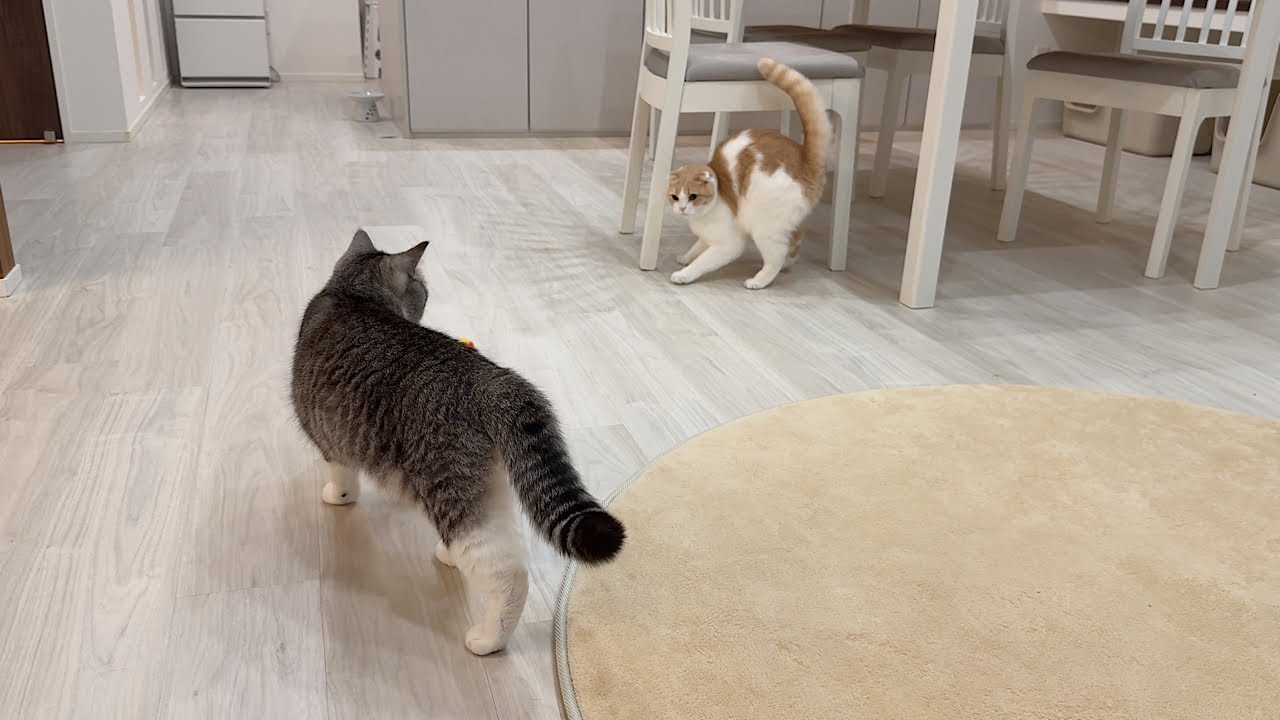 追いかけっこしたい兄と1人でボール遊びしたい弟の攻防が可愛すぎまし