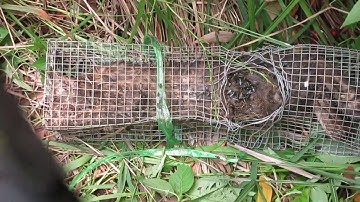 Thử nghiệp bẫy rắn mới, Dính con 4 chân hàng khủng (Trap snake to be Cat)