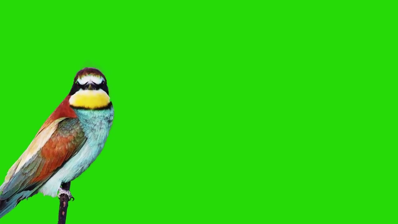 European Bee eater birds green screen video