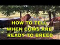How To Tell When Cows Are Ready To Breed