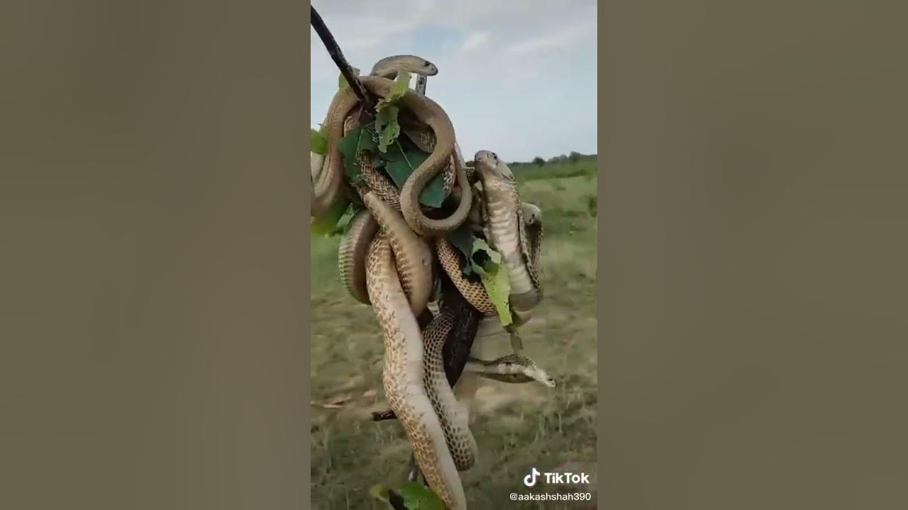 Snake on chandan tree//chandan tree with snake//cobra//why tree