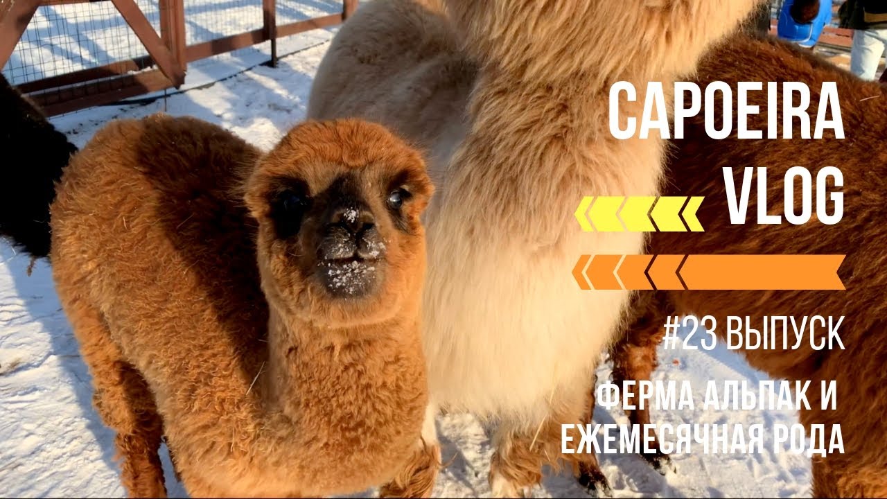 Capoeira Vlog #23. Альпаки, ламы и ежемесячная рода cドライブからdドライブ
