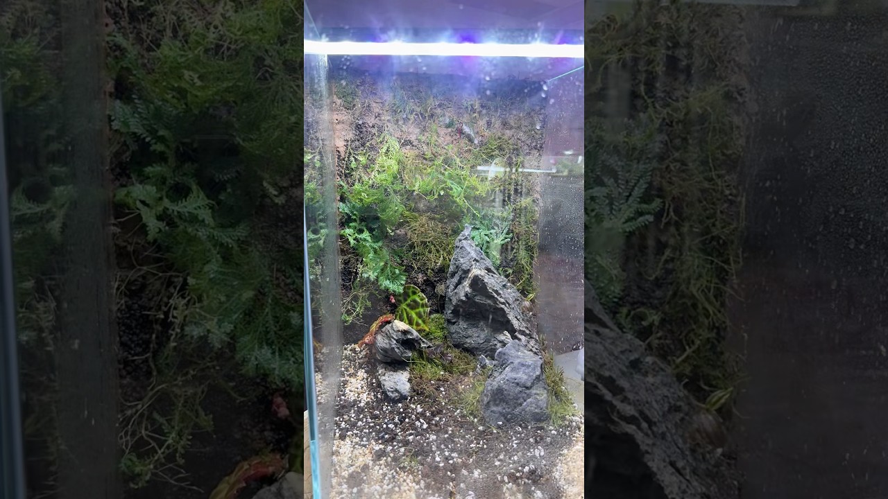 How to build a terrarium tips and tricks #how