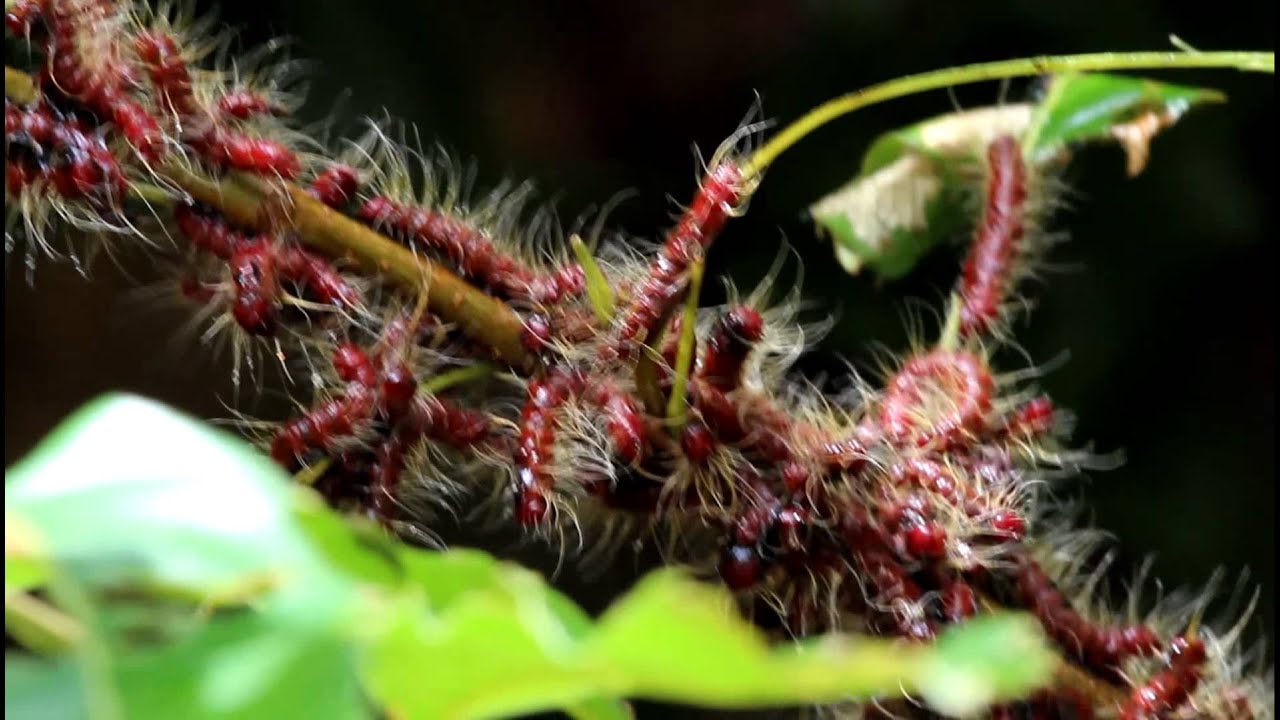 クヌギの木に毛虫徳島県 Youtube クヌギの木に毛虫徳島県 Youtube