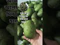 প্রতিবছর এই দিনটির অপেক্ষায় থাকি আমরা। #minivlog #mango