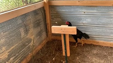 saib qaib ua ke nawb qai zoo nkauj heev li os