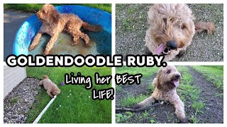 GOLDENDOODLE RUBY Living her BEST Life!