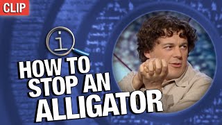 How To Stop An Alligator | QI