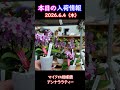 【2026.6.4】マイクロ胡蝶蘭 アンナララティー【入荷情報切り抜き】 #ガーデニング #園芸 #花のある暮らし