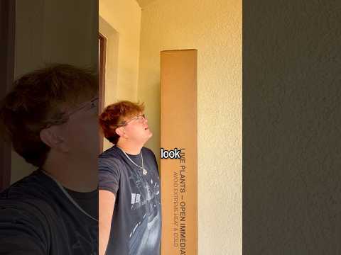 I Finally Redeemed The Viral Rainbow Tree