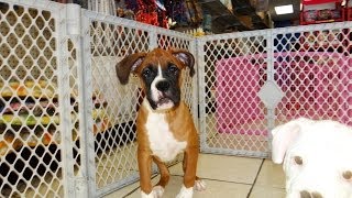 Boxer, Puppies, Dogs, For Sale, In Birmingham, Alabama, AL, 19Breeders, Huntsville, Dothan