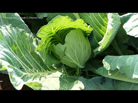 Video: Kev cog qoob loo ntawm cabbage seedlings