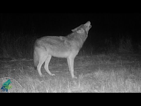 Wolves howling in winter in northern Minnesota