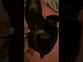 Unboxing sepatu hummer