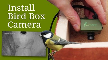 Install a Bird Box Camera to Watch Baby Birds in Nest | Step by Step Guide