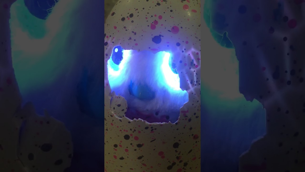 Our HAtchimal that never opened