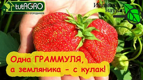 ПОДКОРМКА ЗЕМЛЯНИКИ НА РАЗМЕР и СЛАДОСТЬ. Схема простой подкормки, которая творит ЧУДЕСА!
