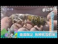 台灣第一等【澎湖夢幻海味 七美海蝕平台黑鐘螺／鹿港季節限定 抱卵軟殼蝦猴】 _精選特輯