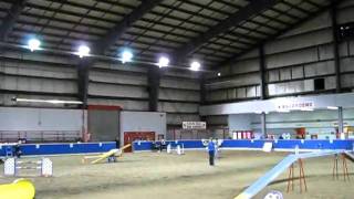 Nova @ her first agility trial