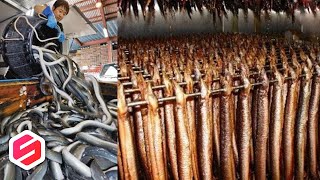 Jarang Orang Tahu, Benda Ini Bisa Bikin Kaya Raya, Sekilonya 500 Juta..