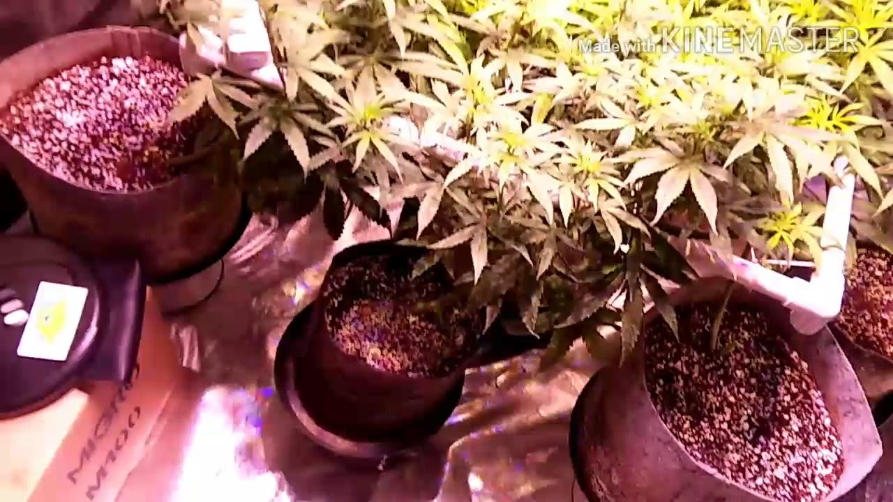Optic Led Grow Light /Dope Den Autos/red line genetics