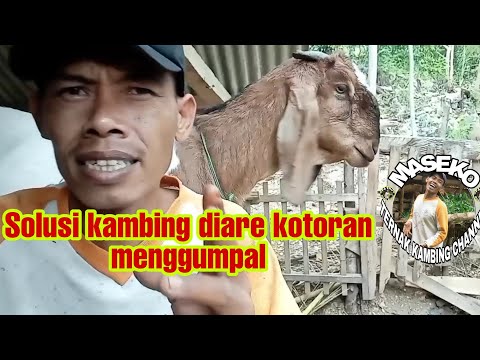 Video: Kotoran Domba - Deskripsi, Penyebab, Pengobatan