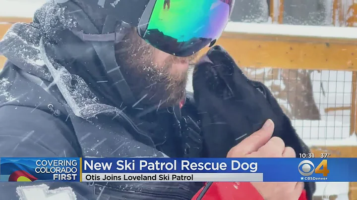 Loveland Ski Area Welcomes New Patrol Puppy 'Otis'