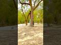 Wait for the end twist 😱😱 #youtubeshorts #shorts #viral #trending #yedayung #ytshorts