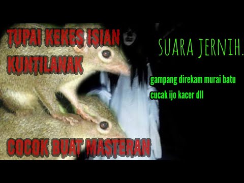 PALING DI CARI MASTERAN MURAI BATU | MATERI SUARA TUPAI KEKES/CELEMES ! MASTERAN MILENIAL