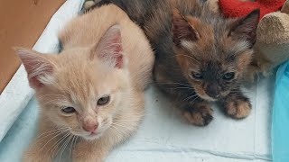 Cats & kittens are 780 & 679 & 662 & 614 & 538 & 423 & 385 & 285 & 155 & 134 & 52& 446&379&277&243