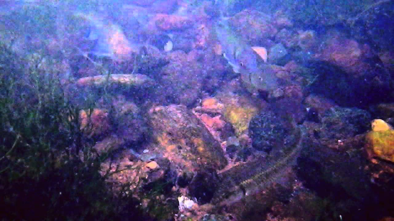 Satinfin Shiners and Chubs in the Rivanna River, Virginia