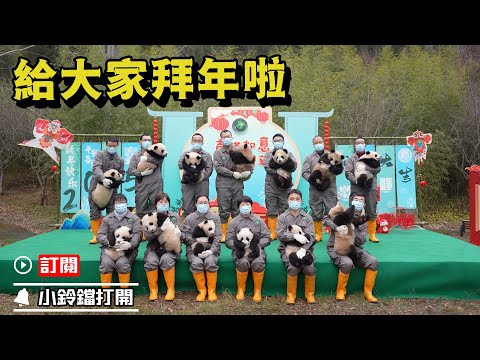 《熊貓早晚安》熊貓寶寶排隊來給大家拜年啦 | iPanda熊貓頻道