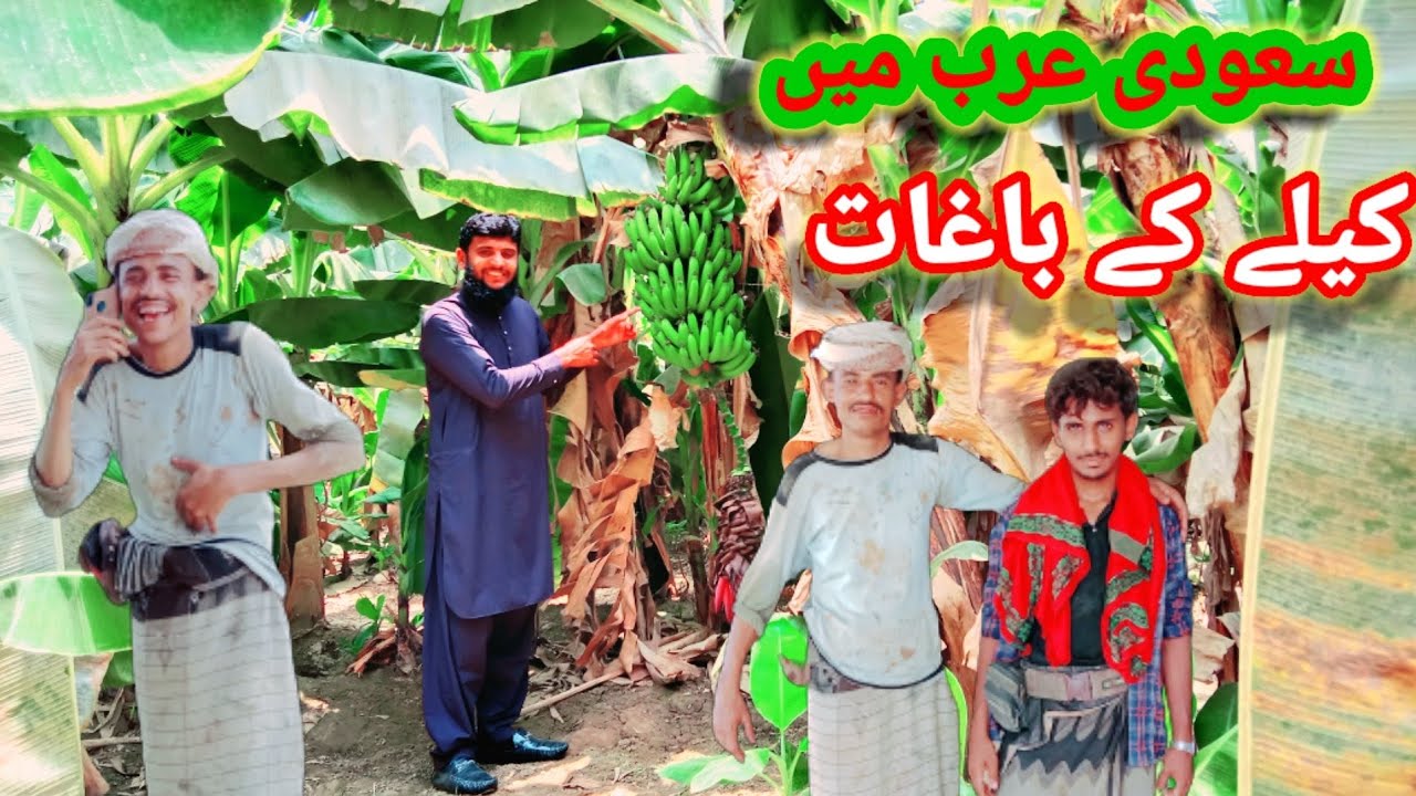 Banana Garden in Saudi Arabia Jizan Province🇸🇦Yanbu official
