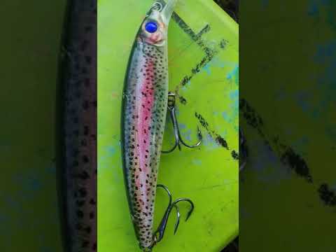 Minnow murah paling