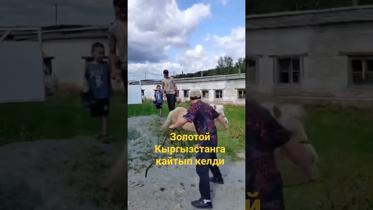 Ким кулкулуу коммент жазса приз бар