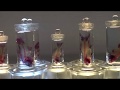 『新世界「透明標本」展』高知県立美術館にて　New world "clear specimen" exhibition