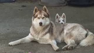 Siberian Husky Puppy Yoda Bonding With His Mom & Dad In Pictures! by TWINPOSSIBLE House of HUSKIES 10,295 views 7 years ago 1 minute, 39 seconds
