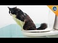 Why You Should NOT Toilet Train Your Cat