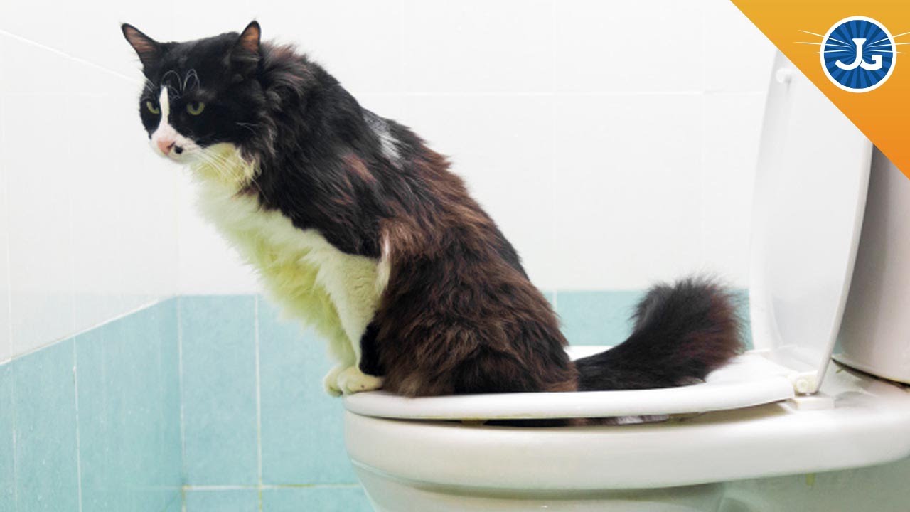 training your cat to use the toilet